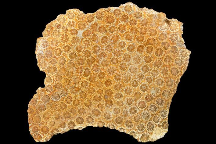 Polished, Fossil Coral Slab - Indonesia #121883